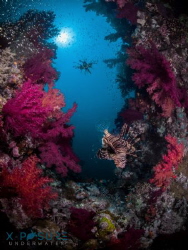 Location: Red Sea
Olympus OMD-EM5, 
Nauticam Housing 
... by Christian Llewellyn 